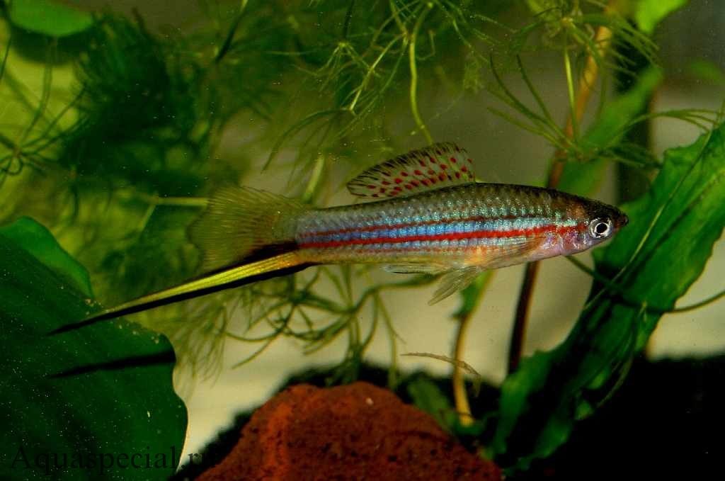 Меченосец альвареса фотография