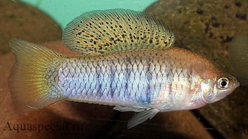 Круглоголовый меченосец. Виды меченосцев