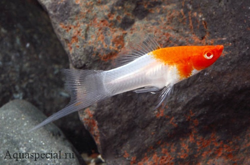 Болгарский белый меченосец самец