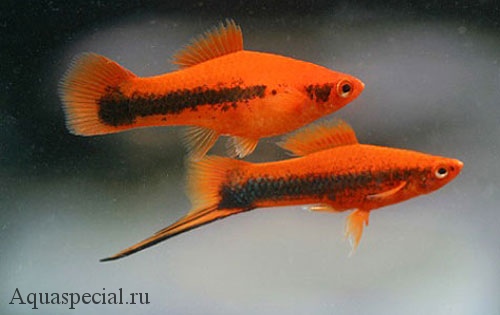 Кубинский меченосец. Красно-черный меченосец