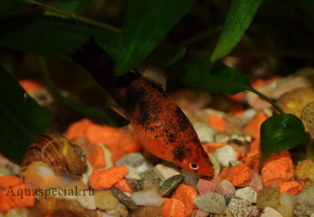 Тигровый меченосец уход