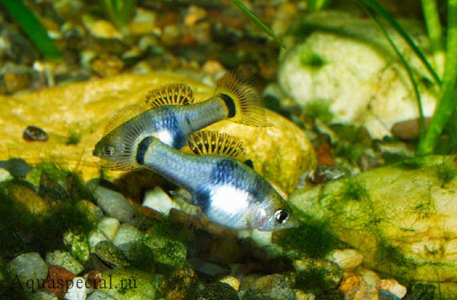 Меченосец микромечевый фото