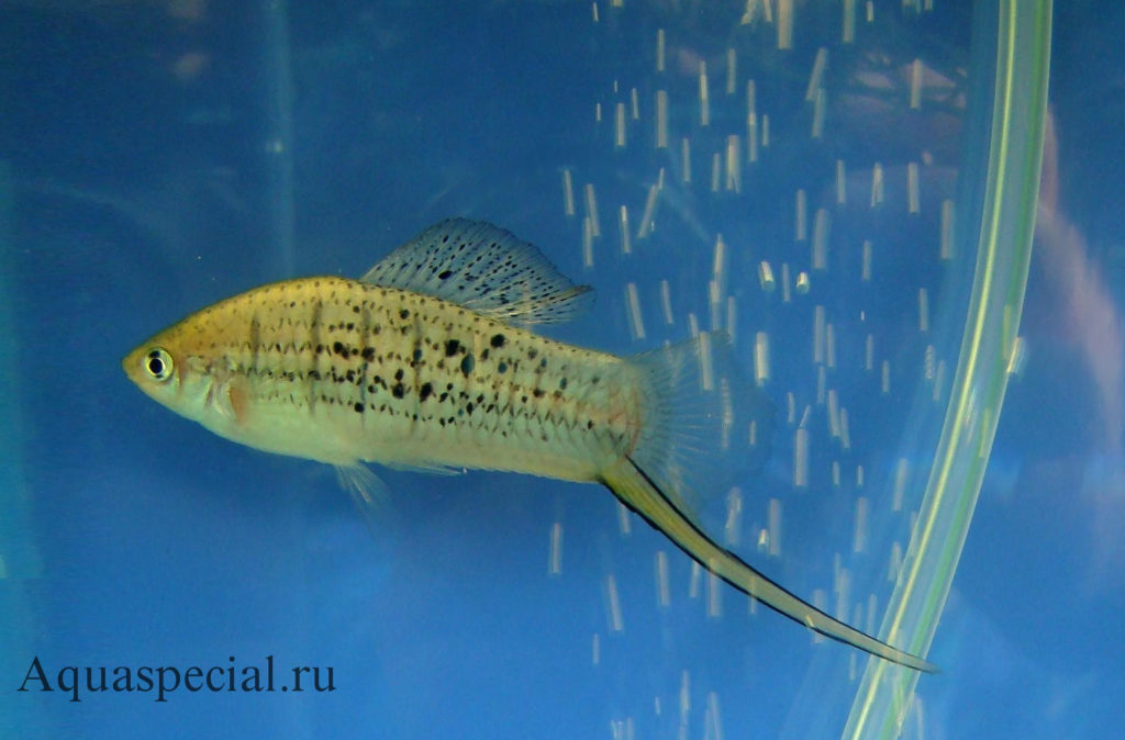 Горный меченосец содержание