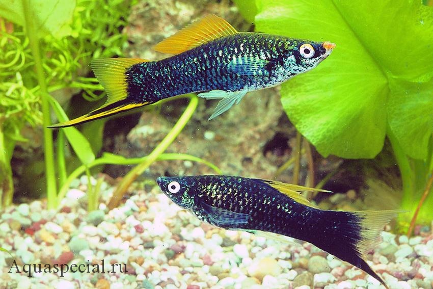 Черный меченосец фото. Как ухаживать