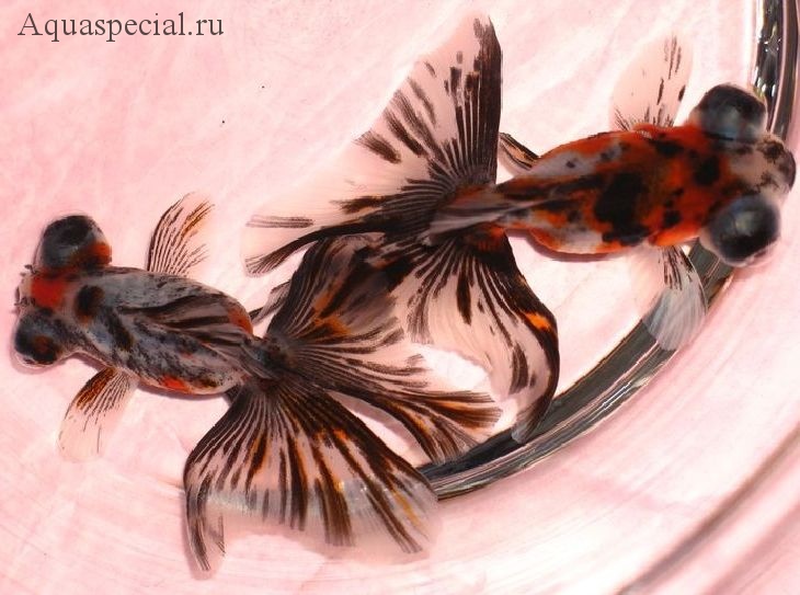 Золотая рыбка бабочка дзикин (телескоп)