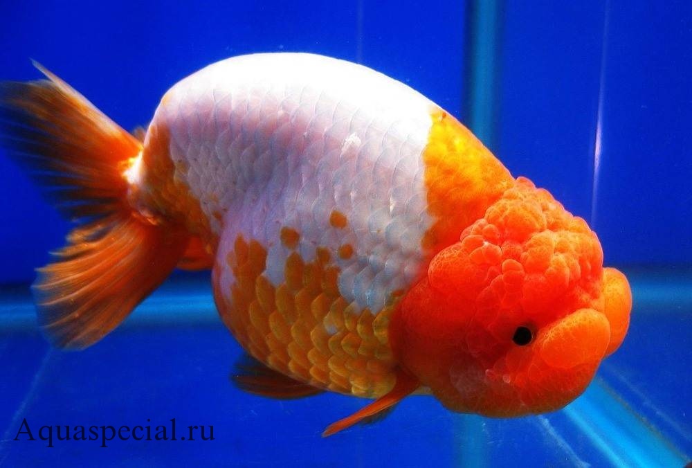 Золотая рыбка Ранчу описание с фото