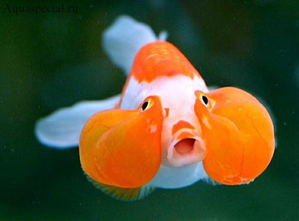 Золотая рыбка Пузыреглаз (водяные глазки) фото