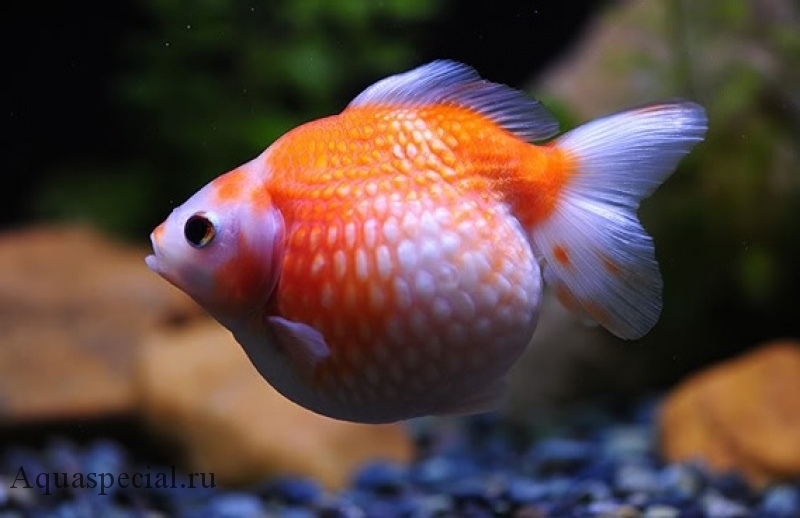 Золотая рыбка жемчужинка фото