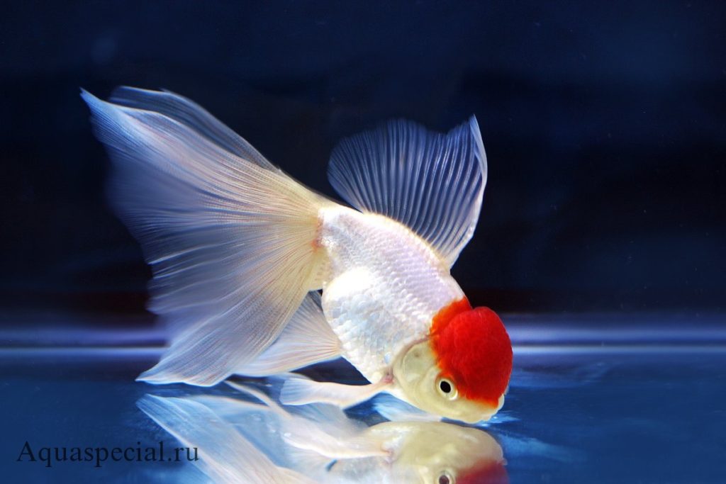Зололтая рыбка Оранда (красная шапочка) фото