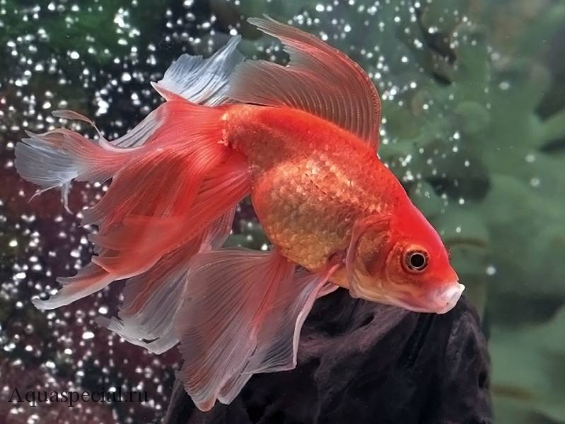 Золотая вуалевая рыбка. Вуалехвост