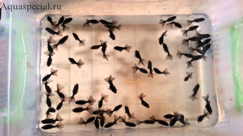 Разведение золотых рыбок. Мальки телескопов
