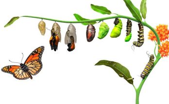 Превращение гусеницы в бабочку