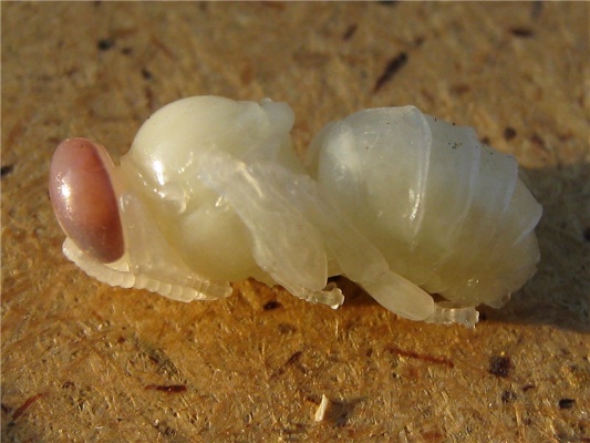 Трутень: кто это такой в пчелиной семье, как выглядит