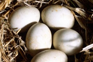 утиные яйца