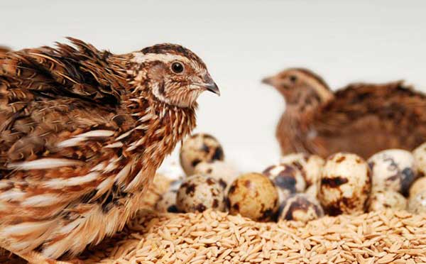 Браконьерство также способствует уничтожению