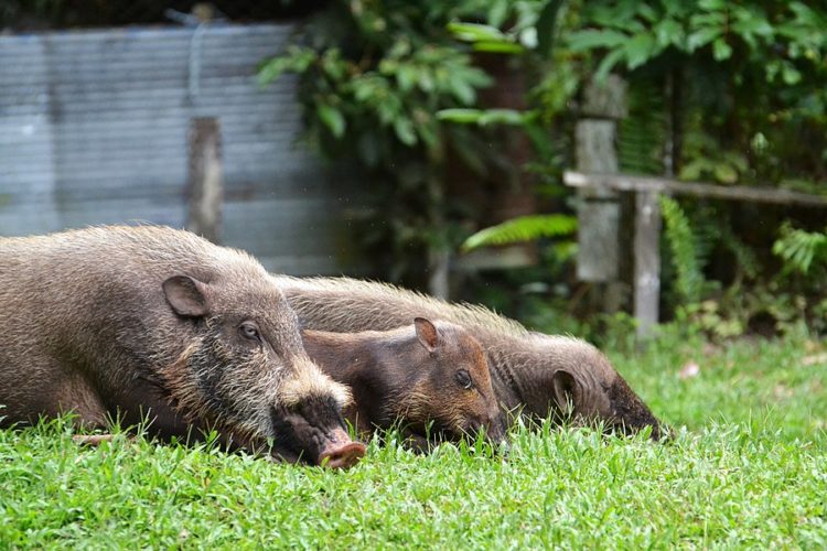Бородатая свинья – природное создание