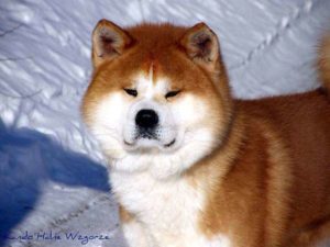 Порода Акита-ину: описание, интересные факты, особенности характера, плюсы и минусы, здоровье собаки, отношение к детям, недостатки нрава