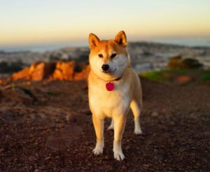 Порода Акита-ину: описание, интересные факты, особенности характера, плюсы и минусы, здоровье собаки, отношение к детям, недостатки нрава