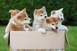 Порода Акита-ину: описание, интересные факты, особенности характера, плюсы и минусы, здоровье собаки, отношение к детям, недостатки нрава