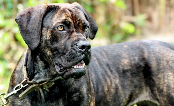 Бульдоги – разновидности породы, описание