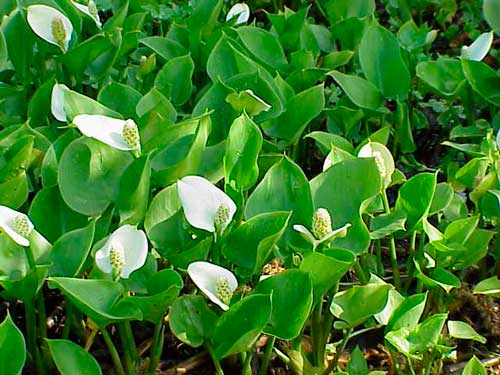 Животный и растительный мир болот: примеры, характеристика