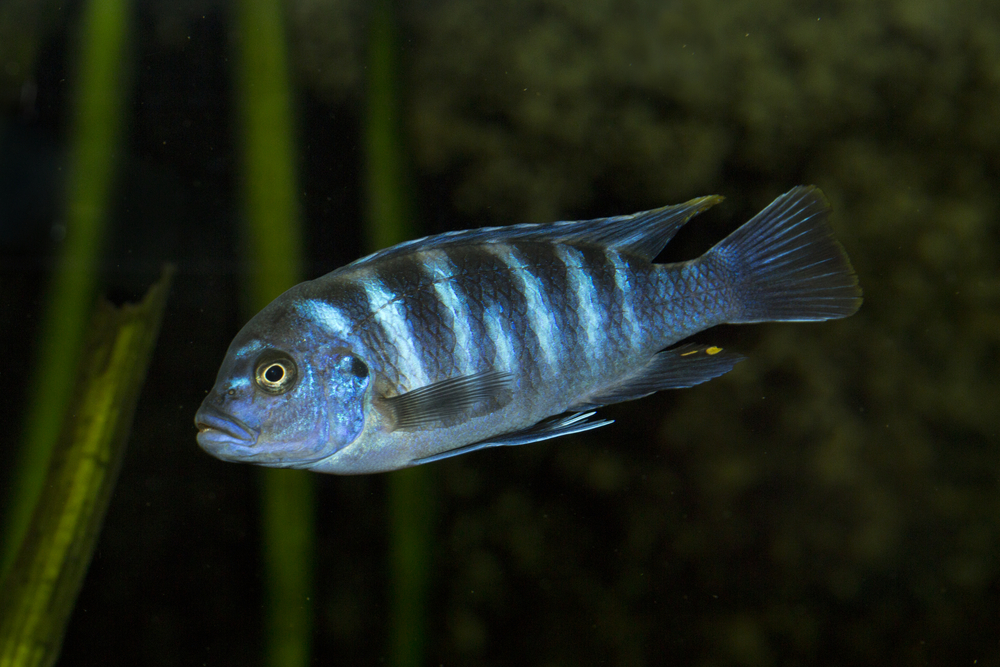 Псевдотрофеус Демасони: описание, содержание, разведение