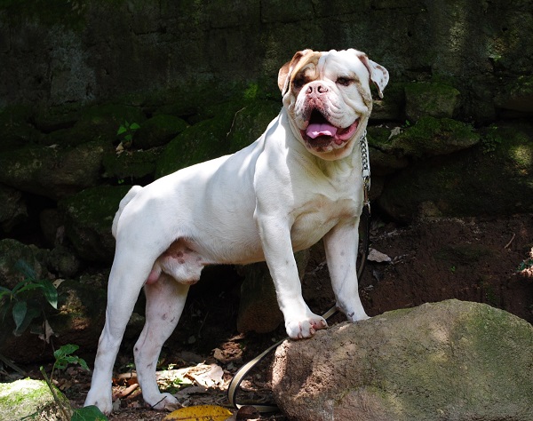 Бульдоги – разновидности породы, описание