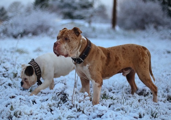 Бульдоги – разновидности породы, описание