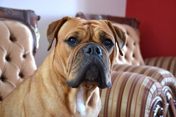 Бульдоги – разновидности породы, описание