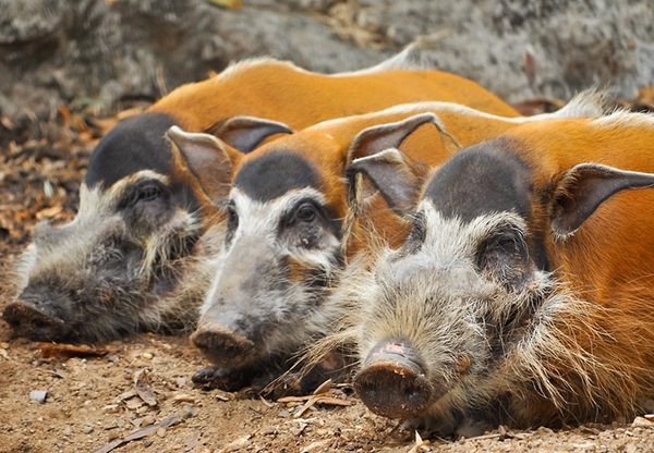 Речной дикобраз