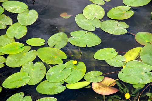 Животный и растительный мир болот: примеры, характеристика