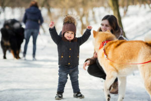 Порода Акита-ину: описание, интересные факты, особенности характера, плюсы и минусы, здоровье собаки, отношение к детям, недостатки нрава