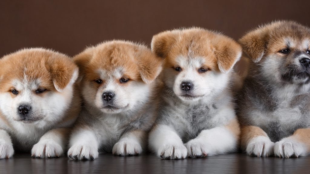 Порода Акита-ину: описание, интересные факты, особенности характера, плюсы и минусы, здоровье собаки, отношение к детям, недостатки нрава