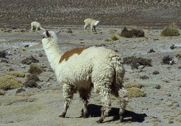Альпака-животное-описание-особенности-образ жизни-и-среда обитания-альпака-6