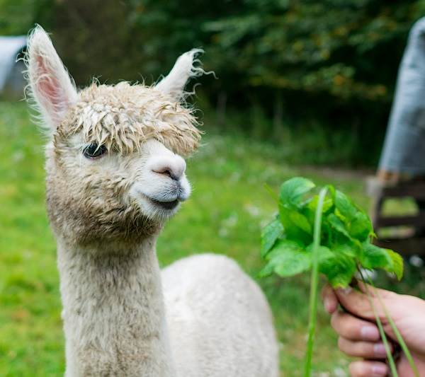 Альпака-животное-описание-особенности-образ жизни-и-среда обитания-альпака-7