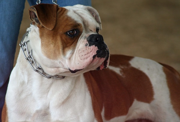 Бульдоги – разновидности породы, описание