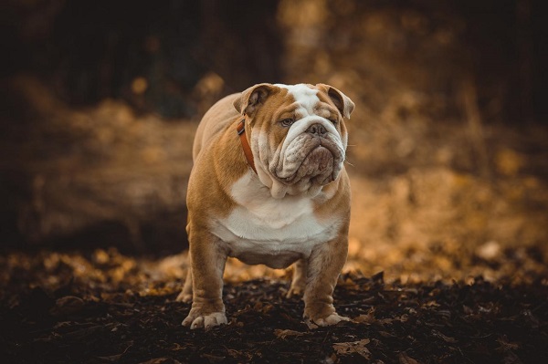 Бульдоги – разновидности породы, описание