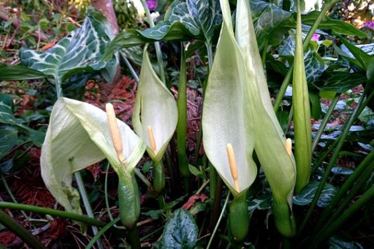 Крымские эндемичные растения и животные