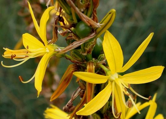 Крымские эндемичные растения и животные