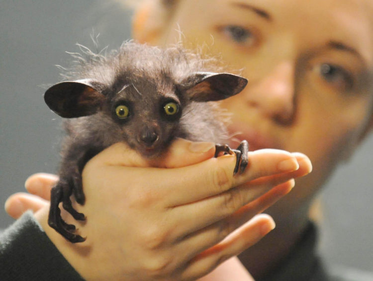 Интересные факты о мадагаскарской руконожке