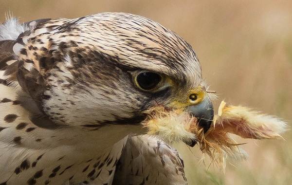 Балобан-птица-Описание-особенности-виды-образ-жизни-и-среда-обитания-балобана-1