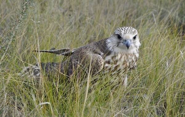 Балобан-птица-Описание-особенности-виды-образ-жизни-и-среда-обитания-балобана-3