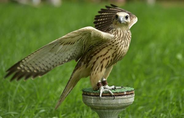 Балобан-птица-Описание-особенности-виды-образ-жизни-и-среда-обитания-балобана-5