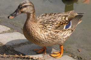 Башкирская утка