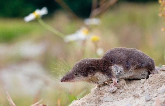 Животные и растения Алтайского края, занесенные в Красную книгу