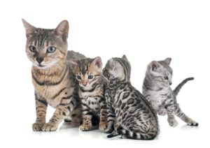 Бенгальская кошка: описание породы, характер, характеристика, размеры и вес, рост, окрас, разведение, содержание и уход