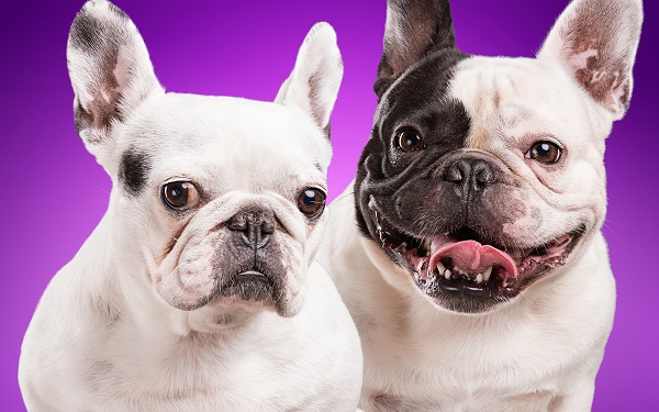 Бульдоги – разновидности породы, описание