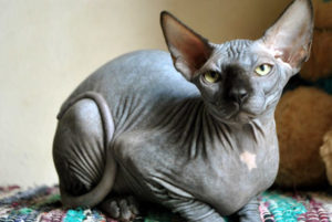 Канадский сфинкс: особенности породы