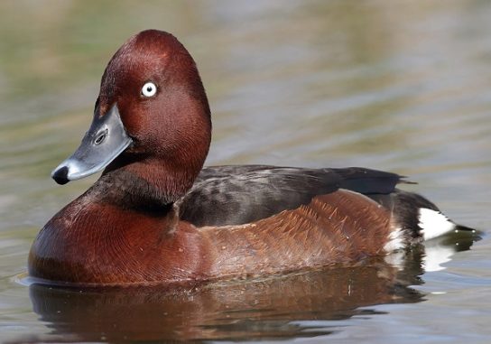 Крымские эндемичные растения и животные