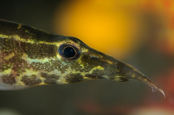 макрогнатус